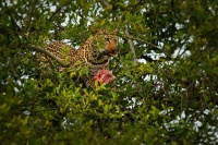 Levhart skvrnity - Panthera pardus - Leopard o6971